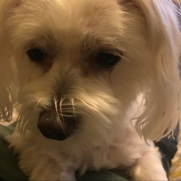 Meet your Posher, Amelia - Picture 1 of 1